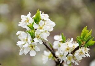 李花个人资料,才华横溢的青年才俊，多才多艺的人生探索者