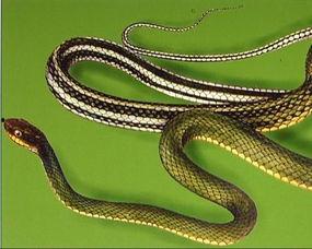 五花蛇图片,探寻神秘斑斓的蛇界奇观