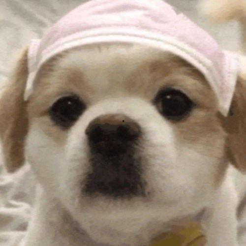 呆萌狗表情包,萌化你的日常，笑出声来